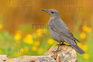 Photos of Blue Rock Thrush (Monticola solitarius)