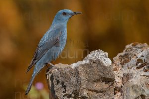 Photos of Blue Rock Thrush (Monticola solitarius)