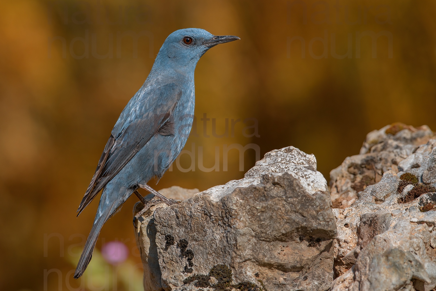 Foto di Passero solitario (Monticola solitarius)