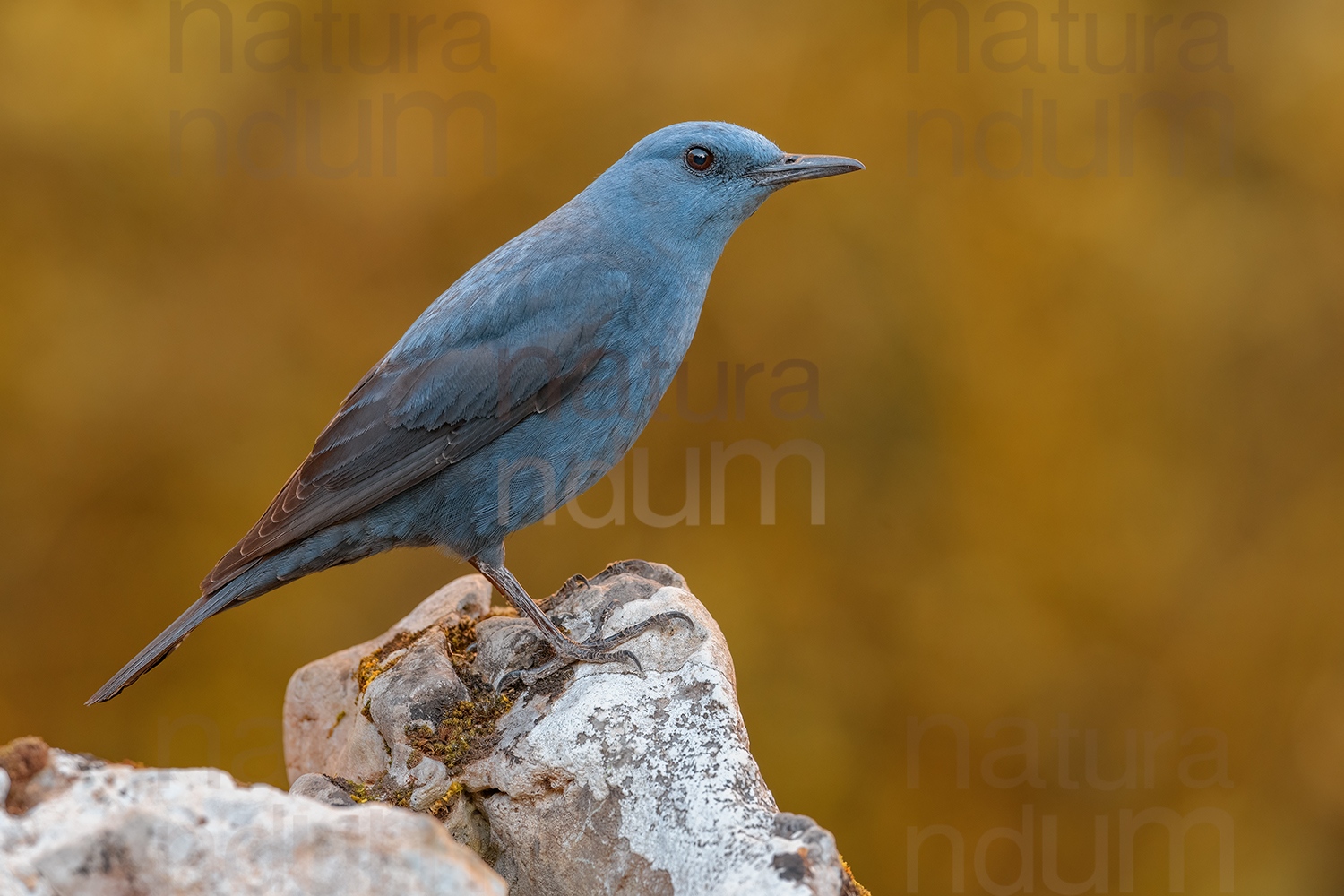 Foto di Passero solitario (Monticola solitarius)