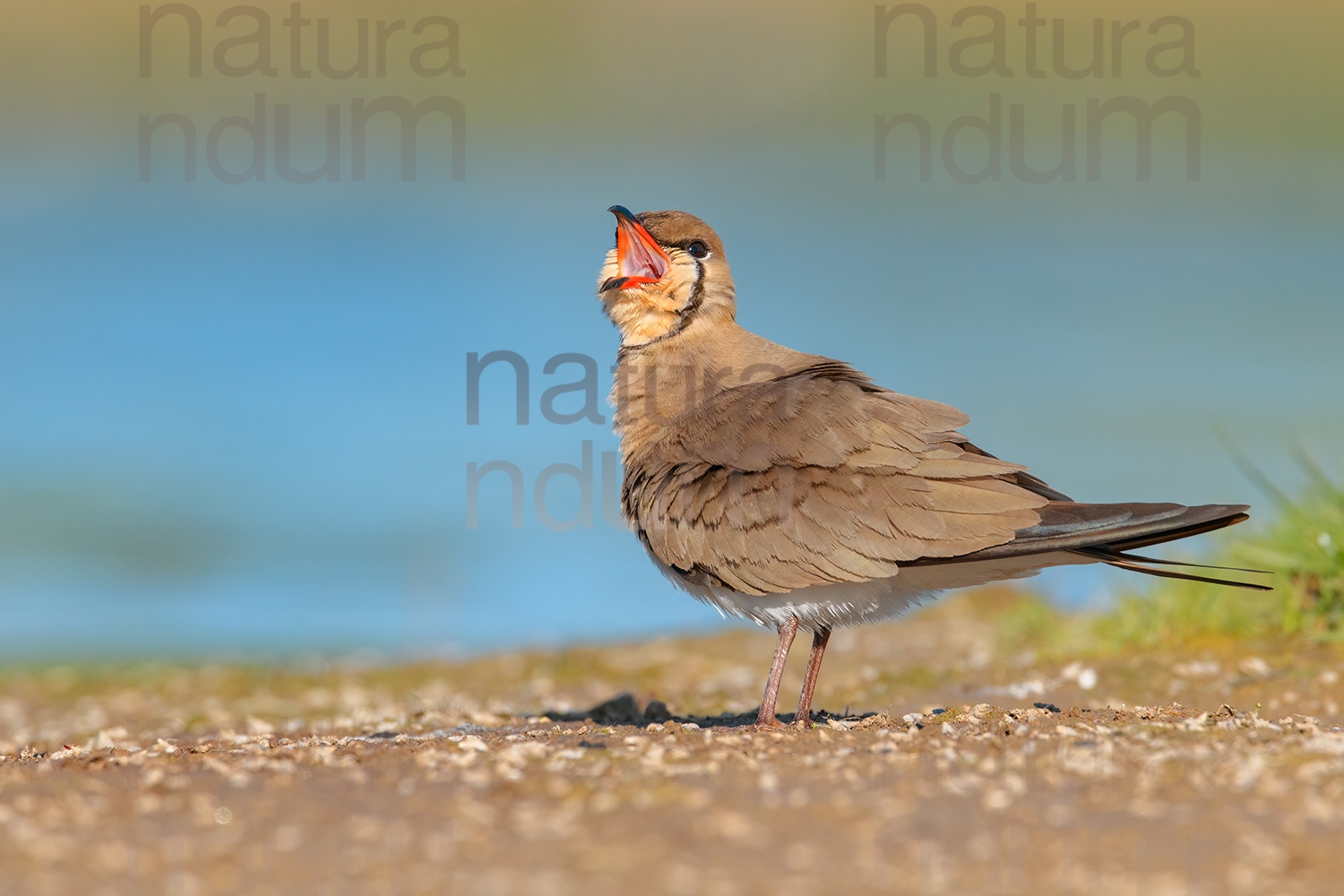 Photos of Collared Pratincole (Glareola pratincola)