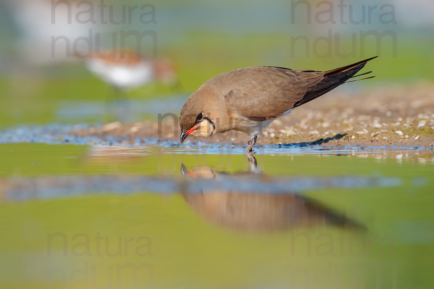 Photos of Collared Pratincole (Glareola pratincola)