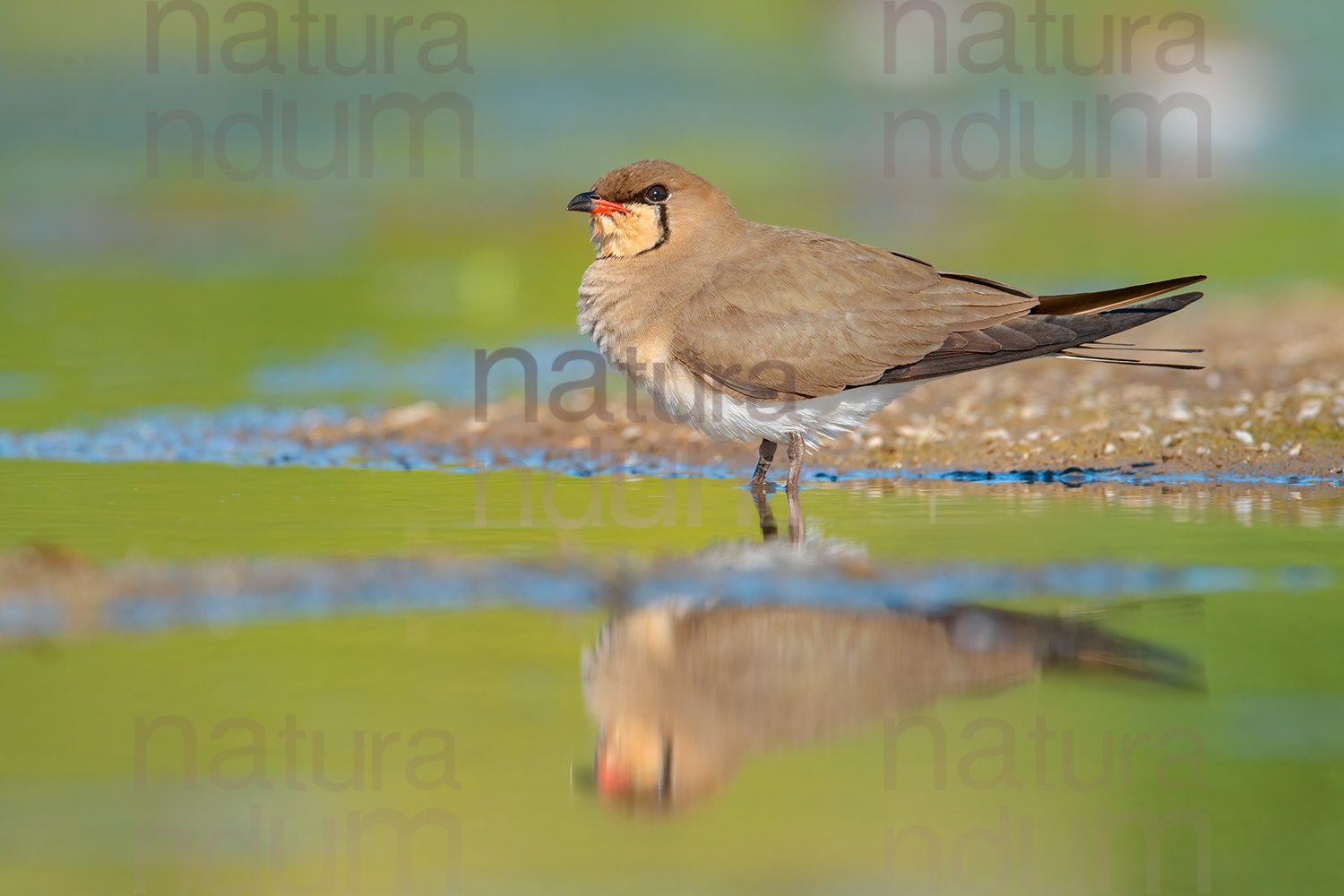 Photos of Collared Pratincole (Glareola pratincola)