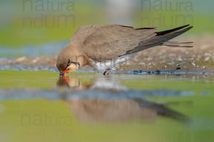 Photos of Collared Pratincole (Glareola pratincola)