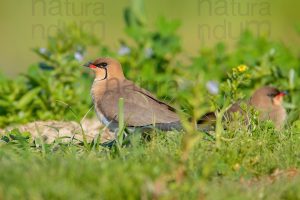 Photos of Collared Pratincole (Glareola pratincola)