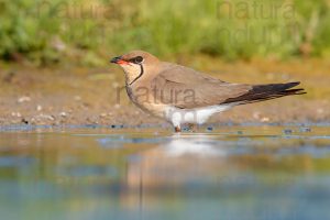 Photos of Collared Pratincole (Glareola pratincola)