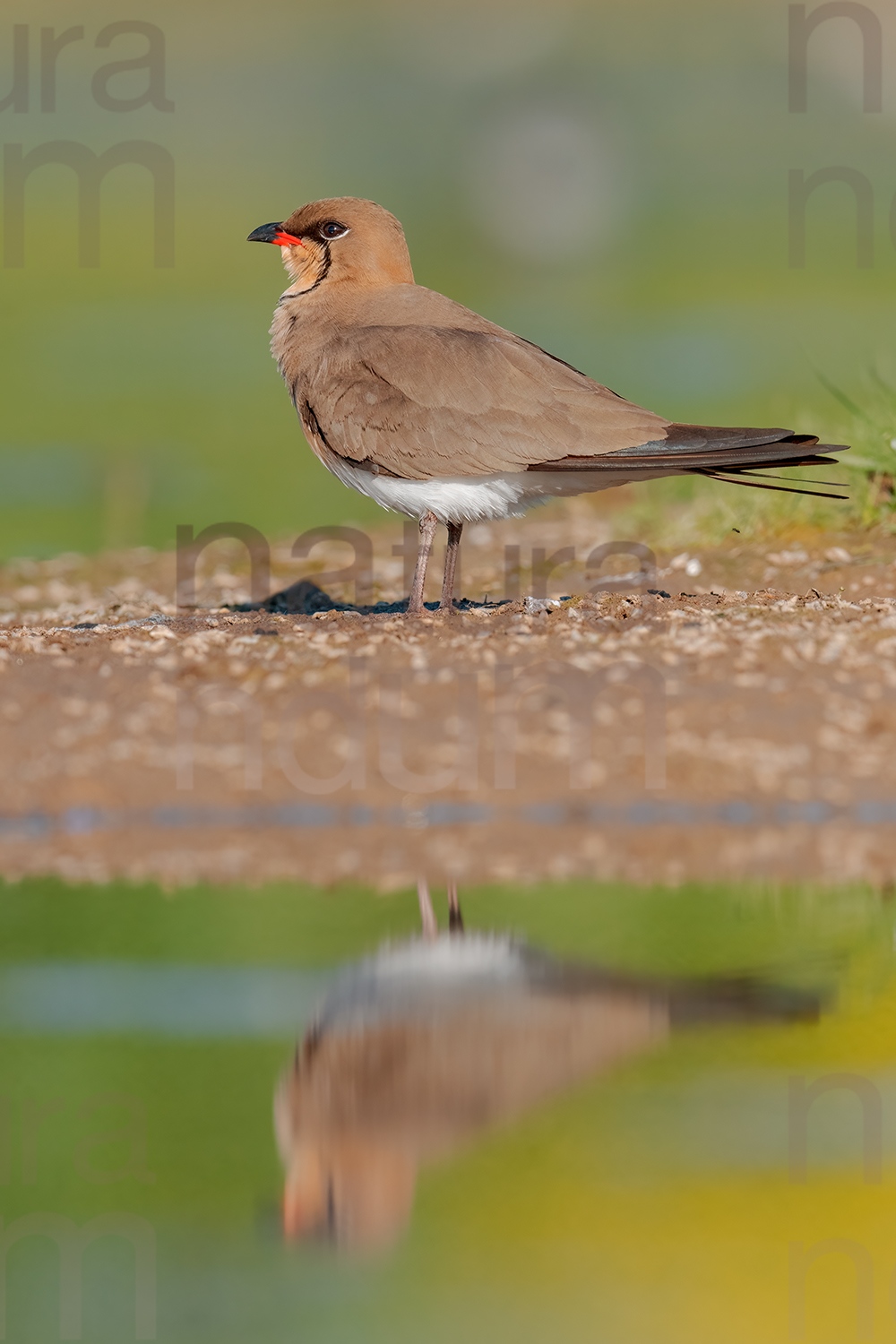 Photos of Collared Pratincole (Glareola pratincola)