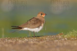 Photos of Collared Pratincole (Glareola pratincola)