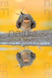 Photos of Collared Pratincole (Glareola pratincola)