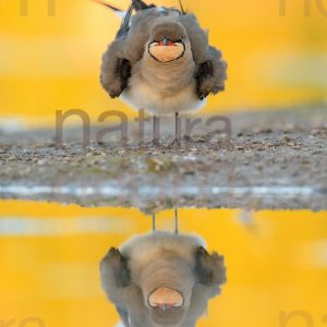 Photos of Collared Pratincole (Glareola pratincola)