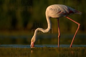 Photos of Greater Flamingo (Phoenicopterus roseus)