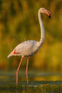 Foto di Fenicottero rosa (Phoenicopterus roseus)