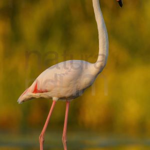 Photos of Greater Flamingo (Phoenicopterus roseus)