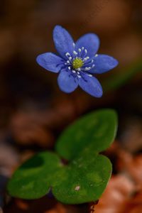 Foto di Erba trinità (Hepatica nobilis)