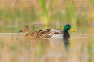 Photos of Mallard (Anas platyrhynchos)