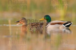 Photos of Mallard (Anas platyrhynchos)