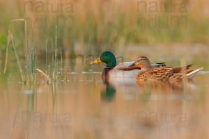 Photos of Mallard (Anas platyrhynchos)