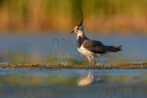 Foto di Pavoncella (Vanellus vanellus)