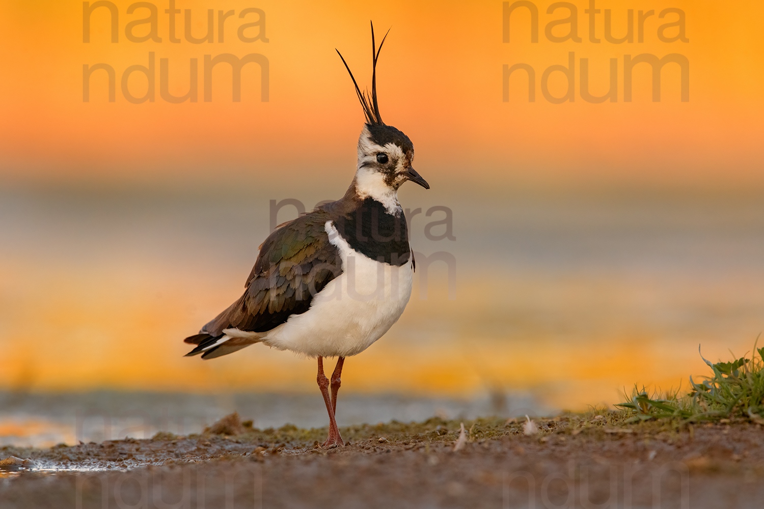 Foto di Pavoncella (Vanellus vanellus)