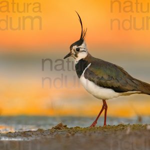 Photos of Northern Lapwing (Vanellus vanellus)