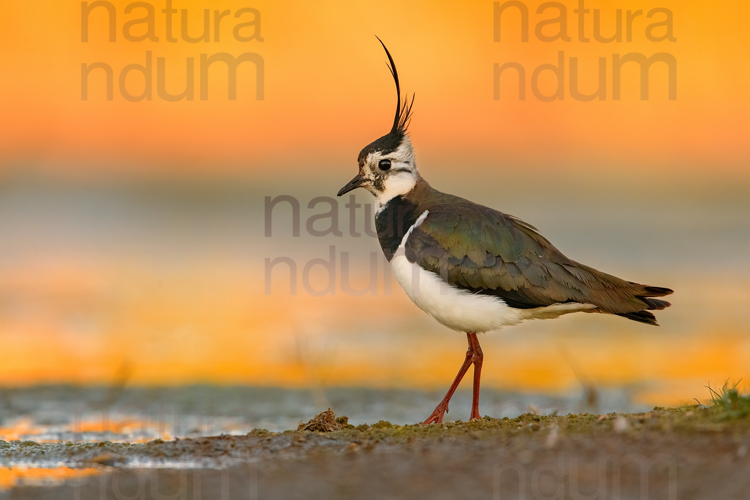 Foto di Pavoncella (Vanellus vanellus)