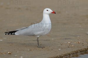 Photos of Audouin's Gull (Larus audouinii)