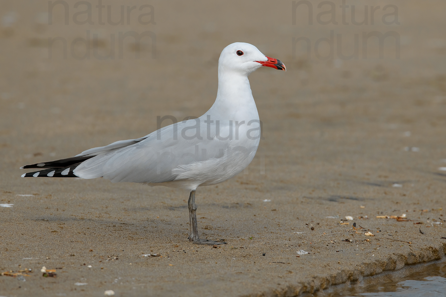 Foto di Gabbiano corso (Ichthyaetus audouinii)