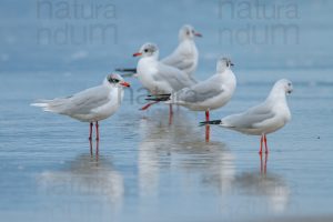 Photos of Mediterranean Gull (Larus melanocephalus)