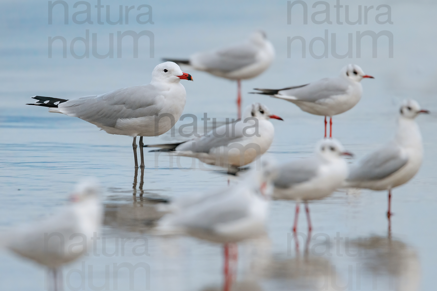 Foto di Gabbiano corso (Ichthyaetus audouinii)