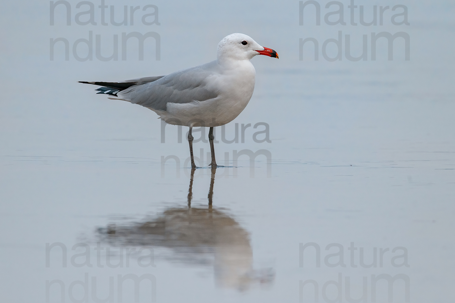 Foto di Gabbiano corso (Ichthyaetus audouinii)