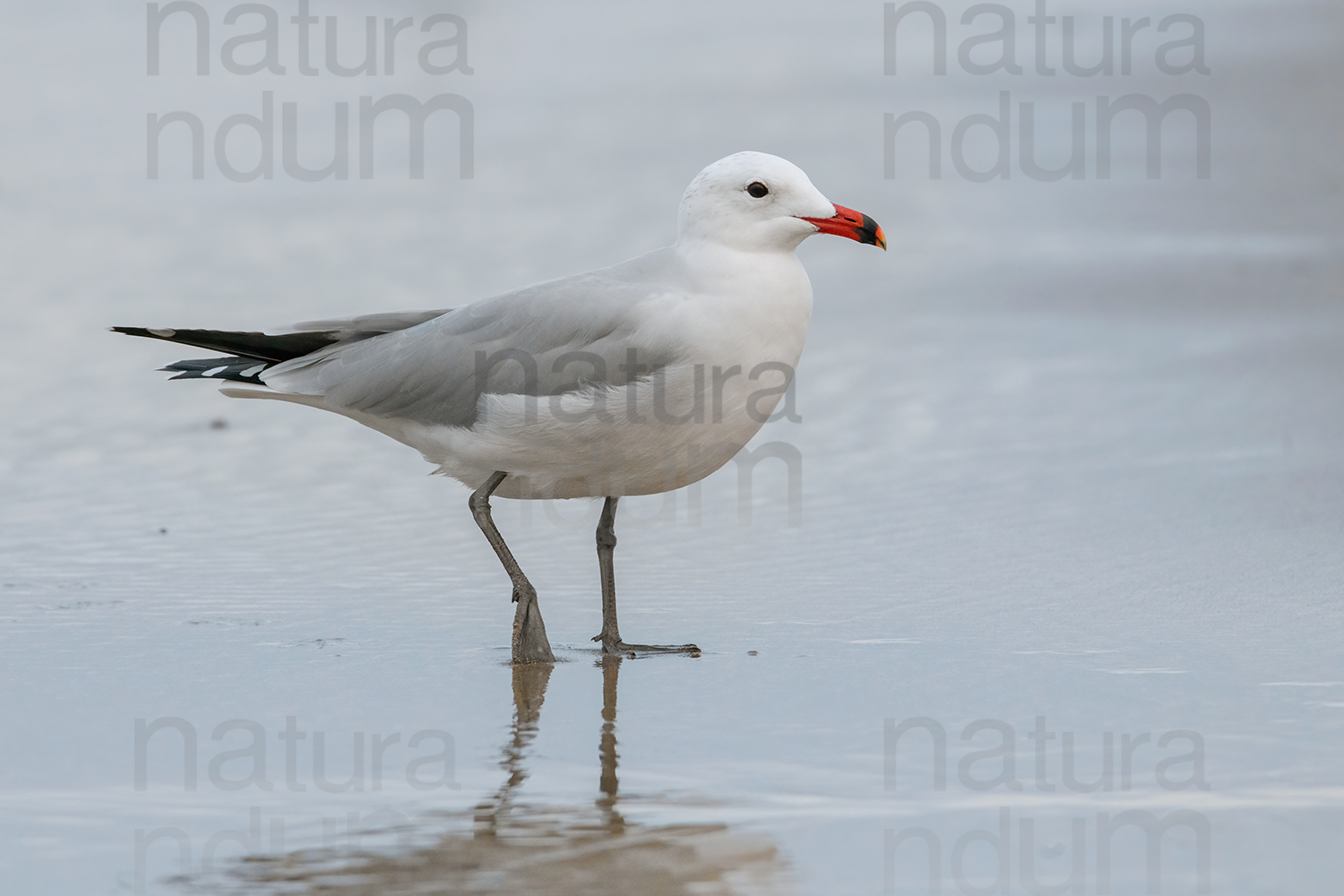 Foto di Gabbiano corso (Ichthyaetus audouinii)