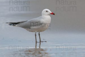 Foto di Gabbiano corso (Ichthyaetus audouinii)