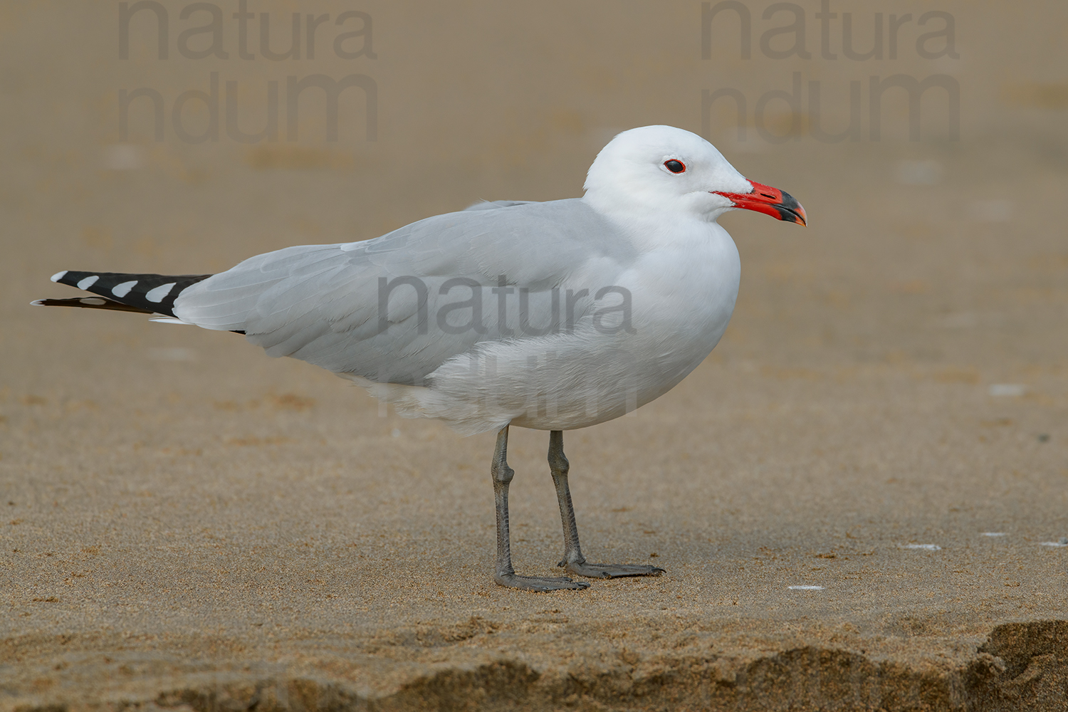 Foto di Gabbiano corso (Ichthyaetus audouinii)