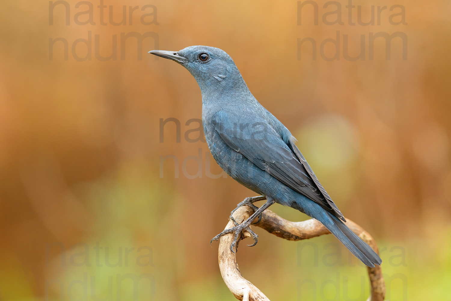 Blue Rock Thrush (Monticola solitarius)