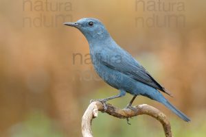 Blue Rock Thrush (Monticola solitarius)