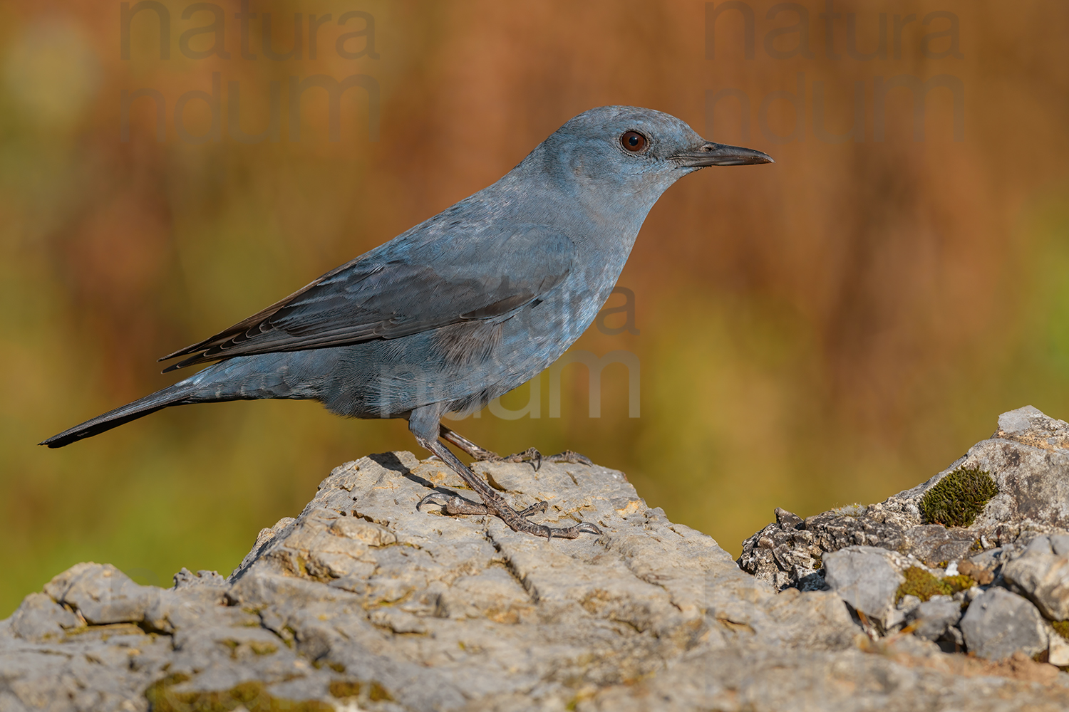 Foto di Passero solitario (Monticola solitarius)