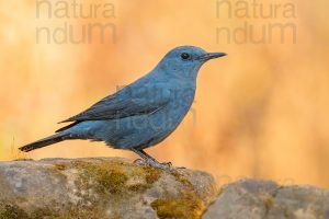 Photos of Blue Rock Thrush (Monticola solitarius)