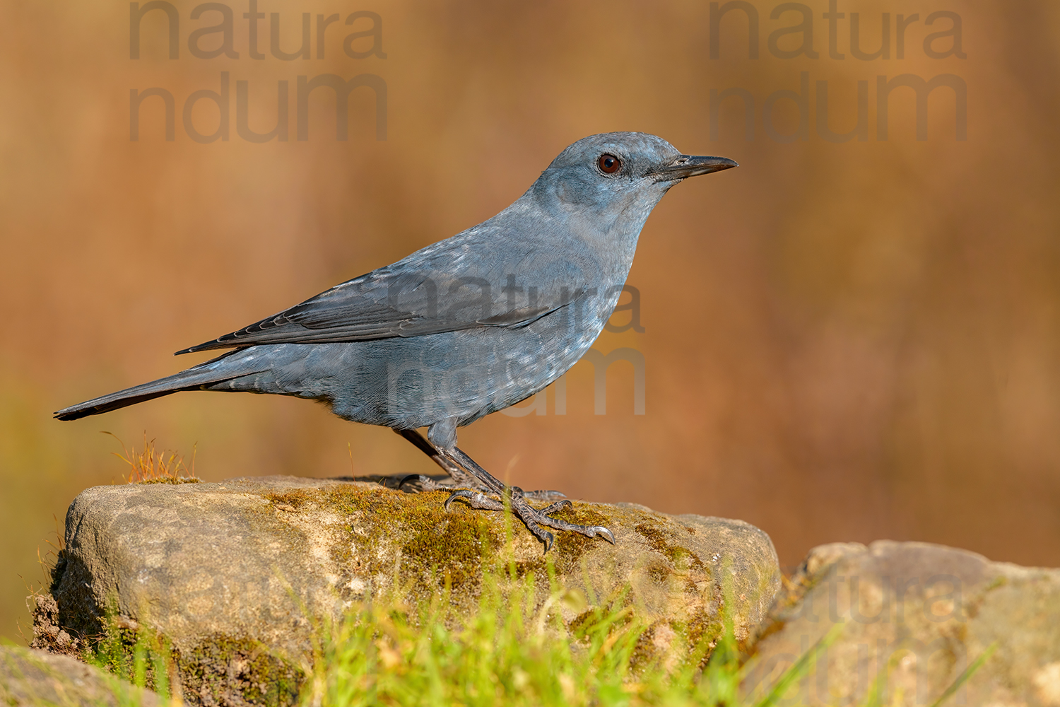 Photos of Blue Rock Thrush (Monticola solitarius)