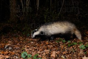 Photos of European badger (Meles meles)