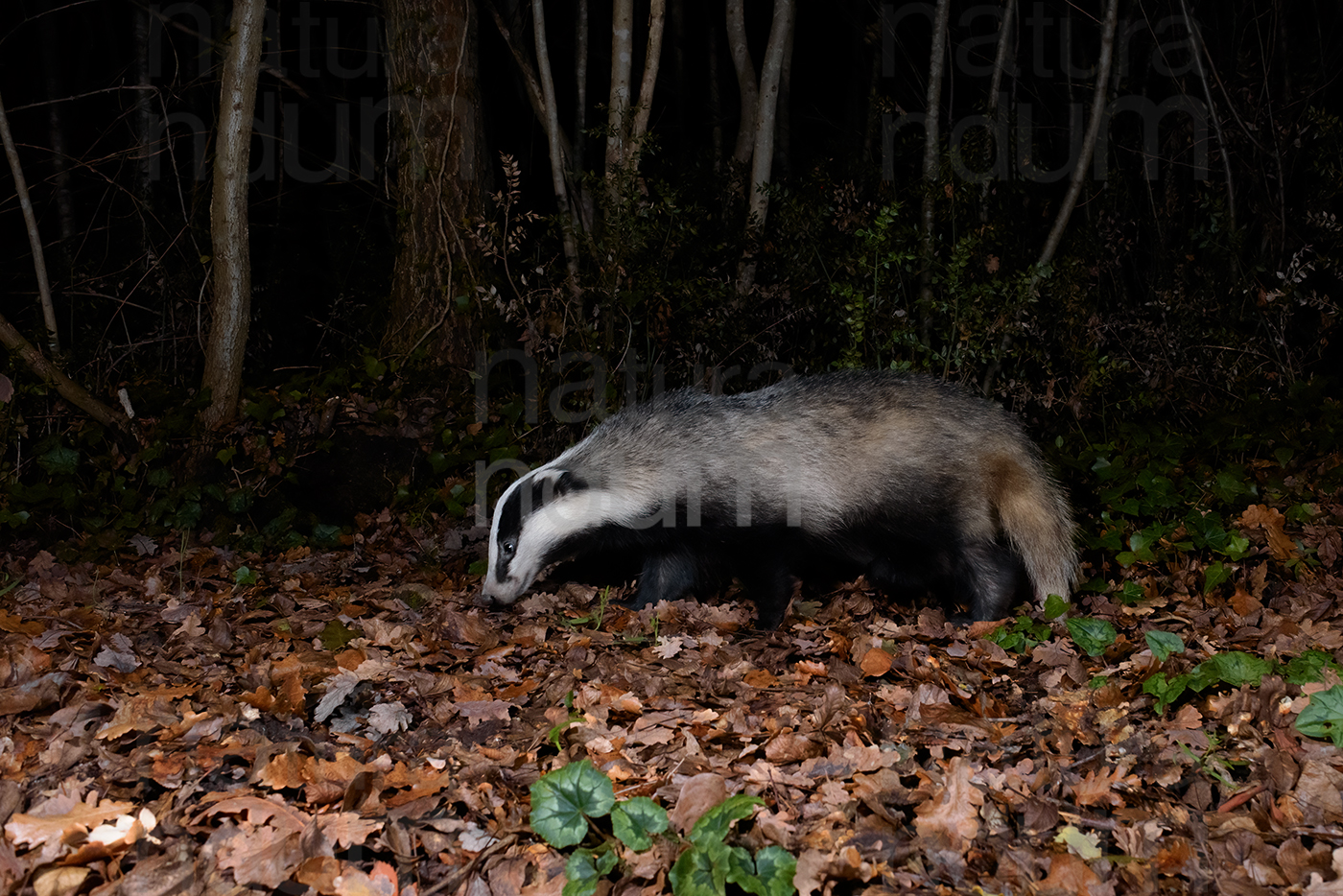 Photos of European badger (Meles meles)