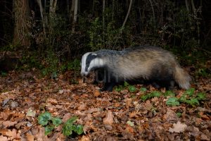 Photos of European badger (Meles meles)