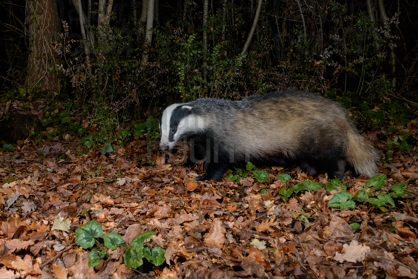 Photos of European badger (Meles meles)