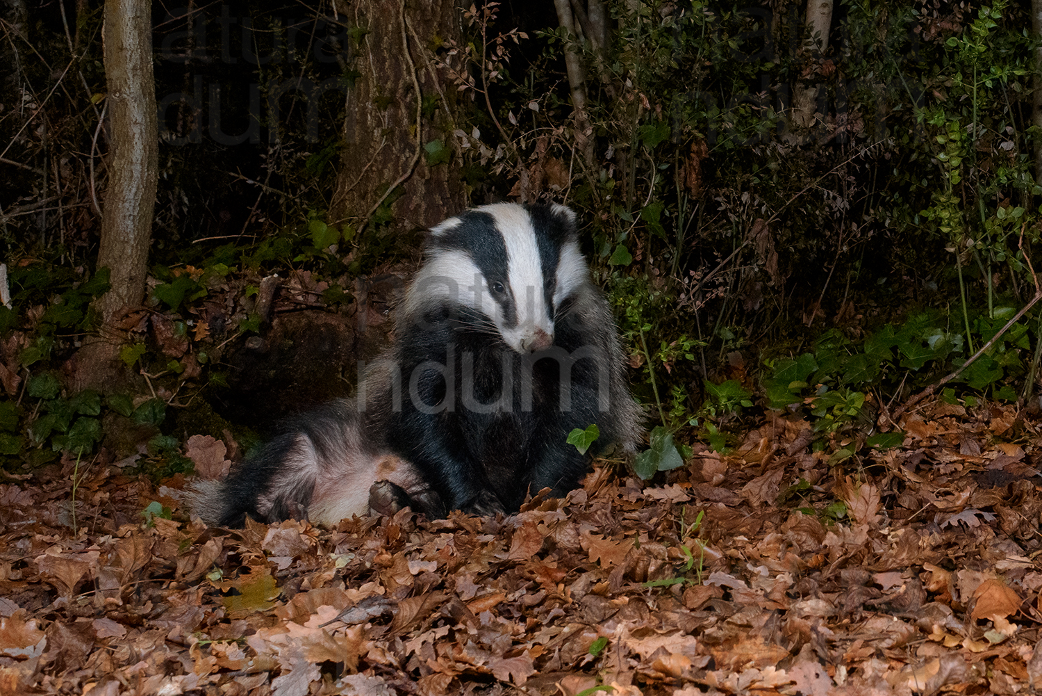 Photos of European badger (Meles meles)