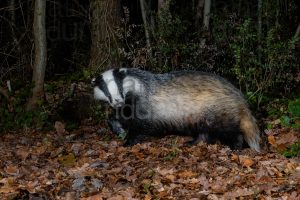 Photos of European badger (Meles meles)