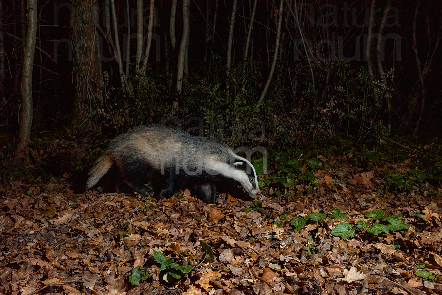 Photos of European badger (Meles meles)