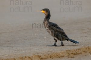 Foto di Cormorano (Phalacrocorax carbo)