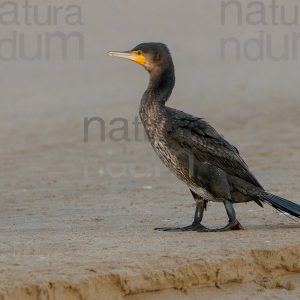 Foto di Cormorano (Phalacrocorax carbo)