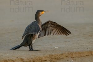 Photos of Great Cormorant (Phalacrocorax carbo)