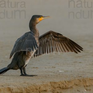 Foto di Cormorano (Phalacrocorax carbo)