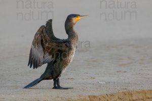 Photos of Great Cormorant (Phalacrocorax carbo)